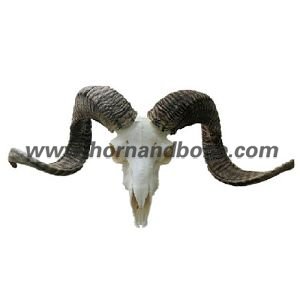 Sheep Skull With Horns-SWH03
